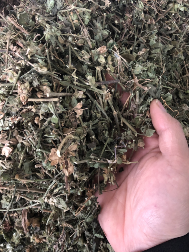 中药材广西新货狗肝菜条子都有