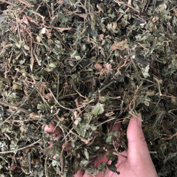 中药材广西新货狗肝菜条子都有