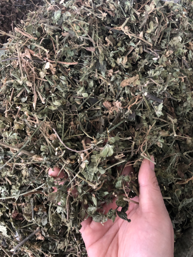 中药材广西新货狗肝菜条子都有