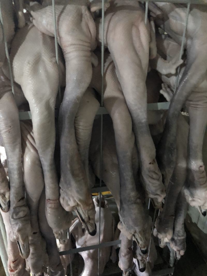 5年老狮头鹅肉质肥美干净卫生年货必备