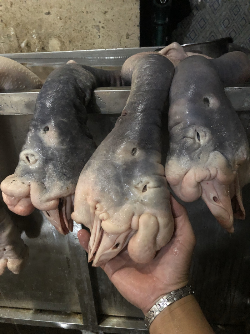 5年老狮头鹅肉质肥美干净卫生年货必备