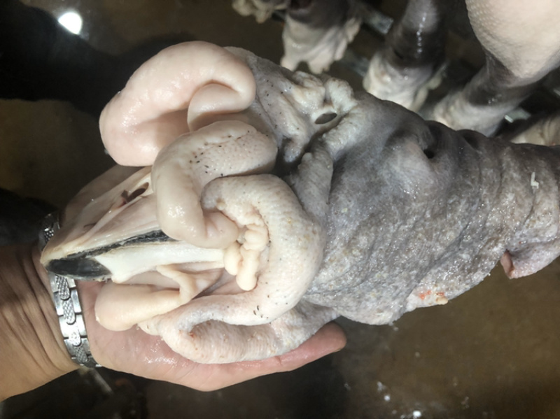 5年老狮头鹅肉质肥美干净卫生年货必备