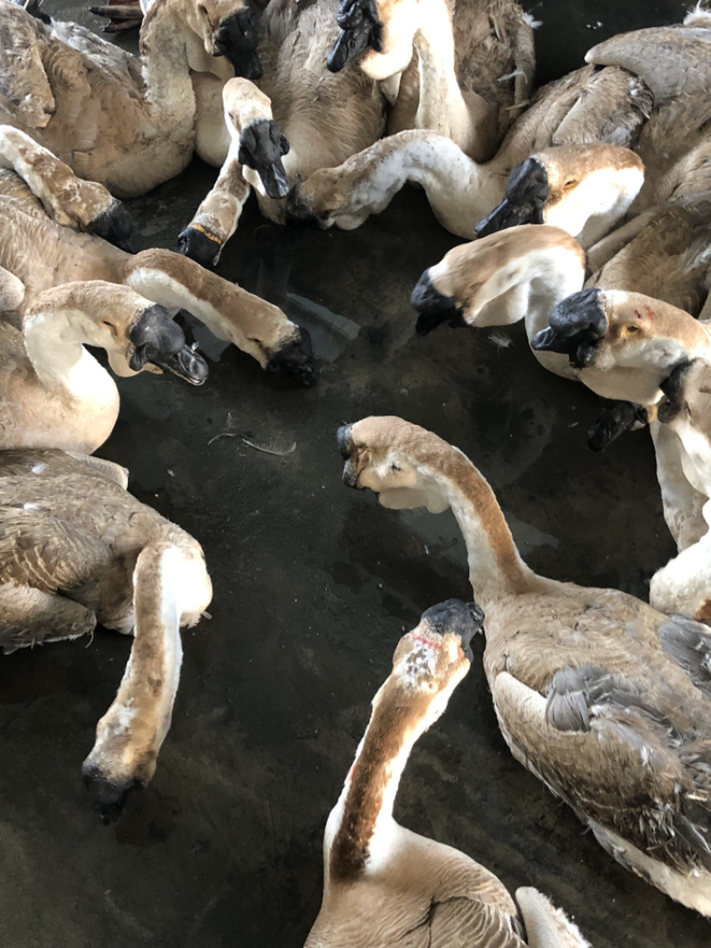 5年老狮头鹅肉质肥美干净卫生年货必备