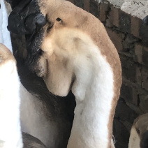 5年老狮头鹅肉质肥美干净卫生年货必备