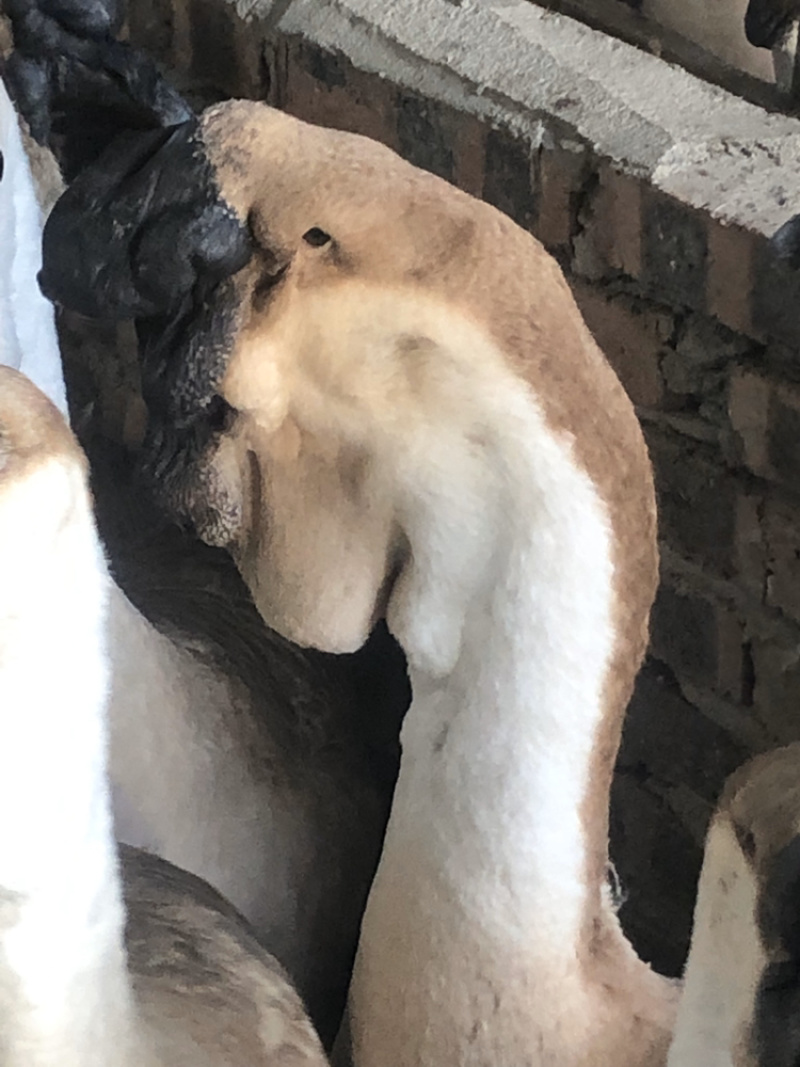 5年老狮头鹅肉质肥美干净卫生年货必备
