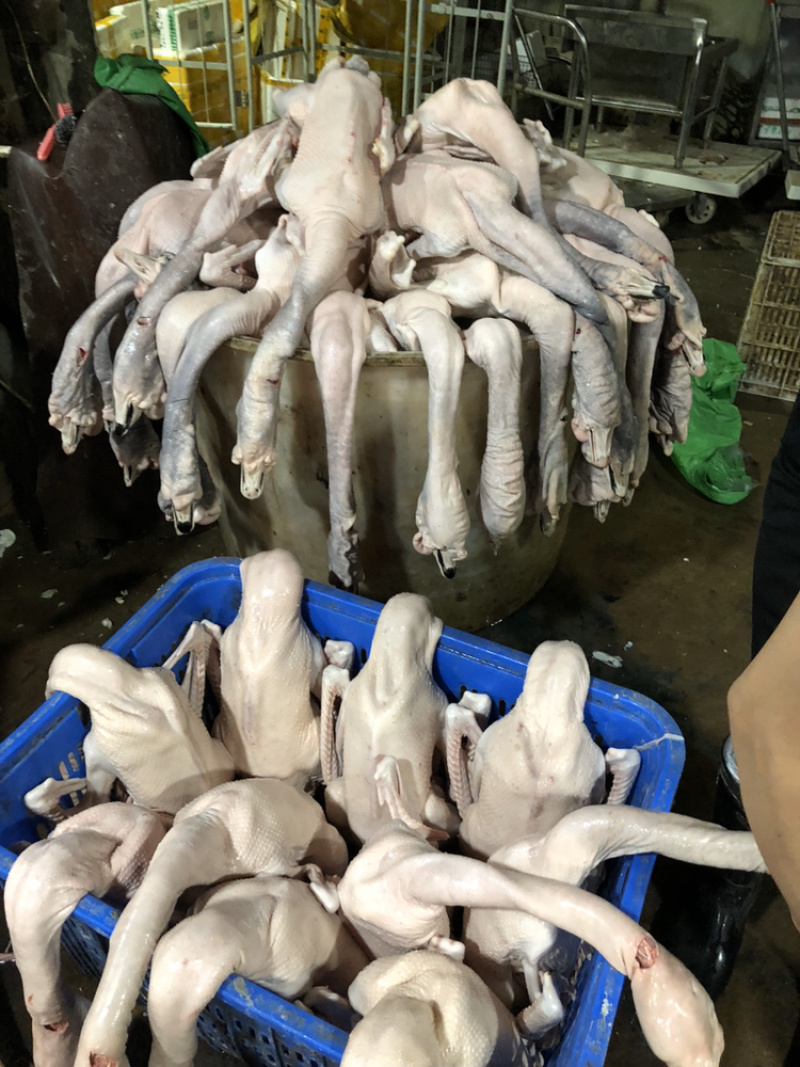 5年老狮头鹅肉质肥美干净卫生年货必备