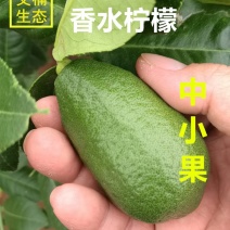 海南香水柠檬中果中小果1斤装3斤装包邮特惠产地直发