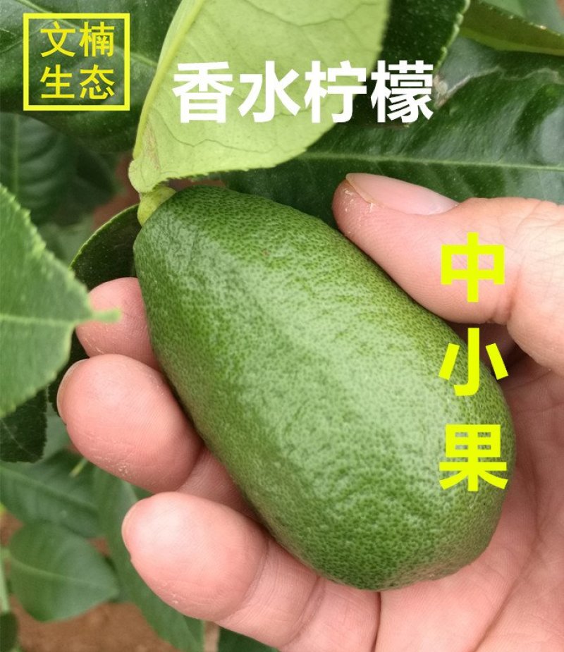 海南香水柠檬中果中小果1斤装3斤装包邮特惠产地直发