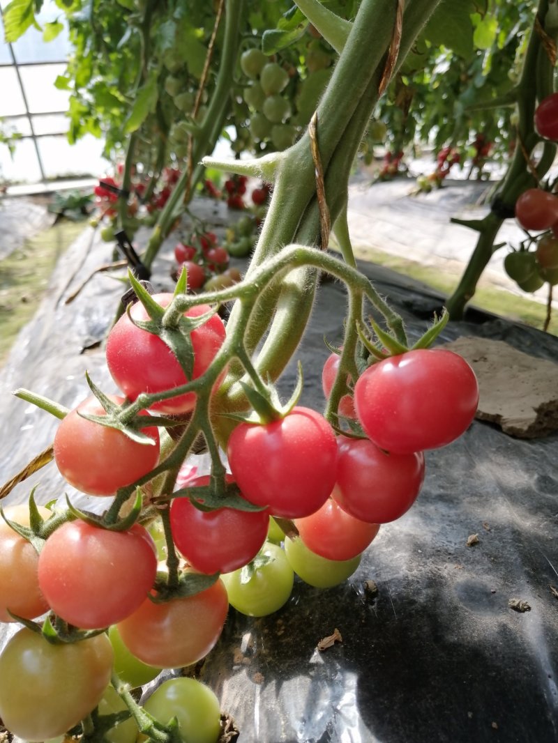 刘家峡贝贝圣女果大量上市