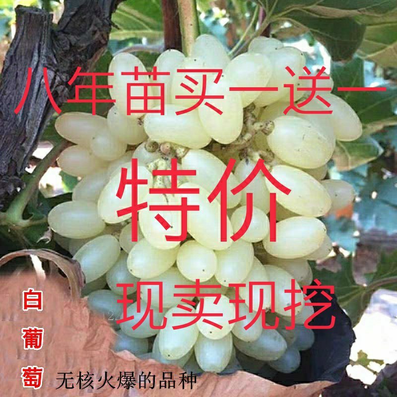 【火爆新品种】白玉葡萄苗马奶提子无核葡萄苗南北方种植