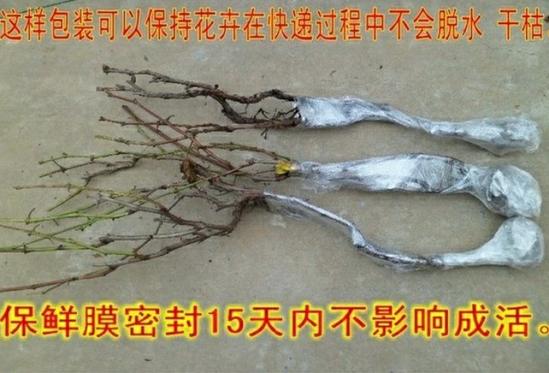 【火爆新品种】白玉葡萄苗马奶提子无核葡萄苗南北方种植