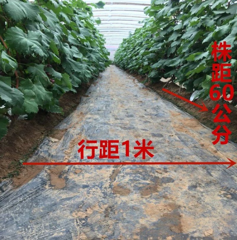 【火爆新品种】白玉葡萄苗马奶提子无核葡萄苗南北方种植