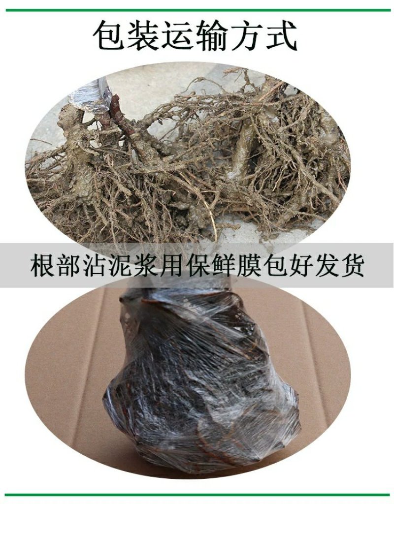 【火爆新品种】白玉葡萄苗马奶提子无核葡萄苗南北方种植