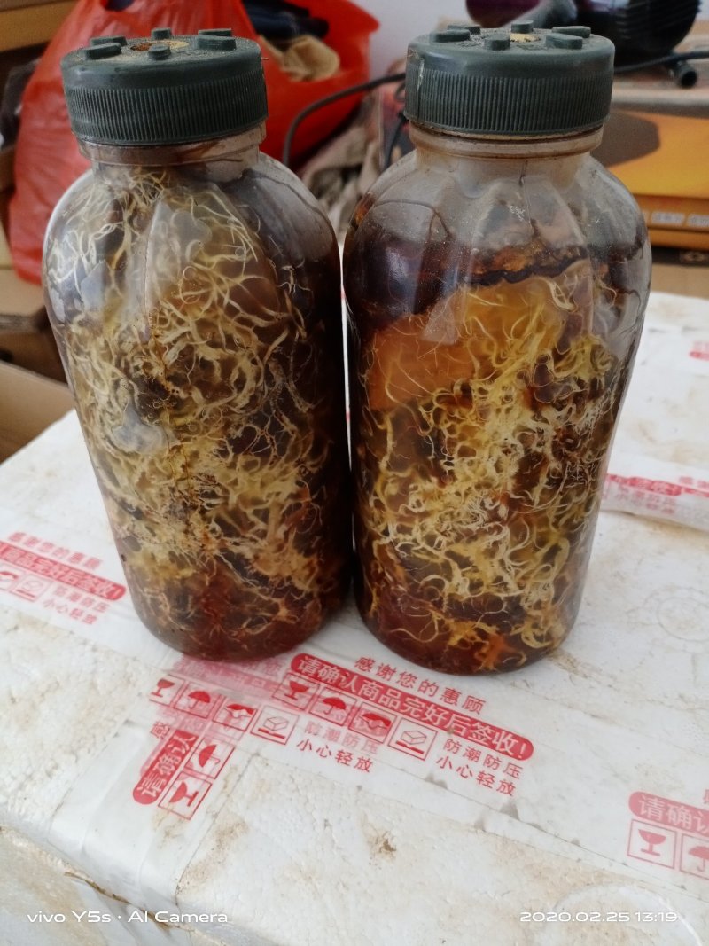 优质天麻菌。树枝枝条A9天麻菌可以培育菌材可以直栽。