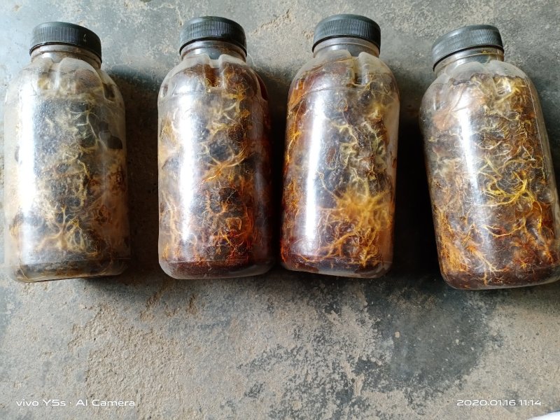 优质天麻菌。树枝枝条A9天麻菌可以培育菌材可以直栽。