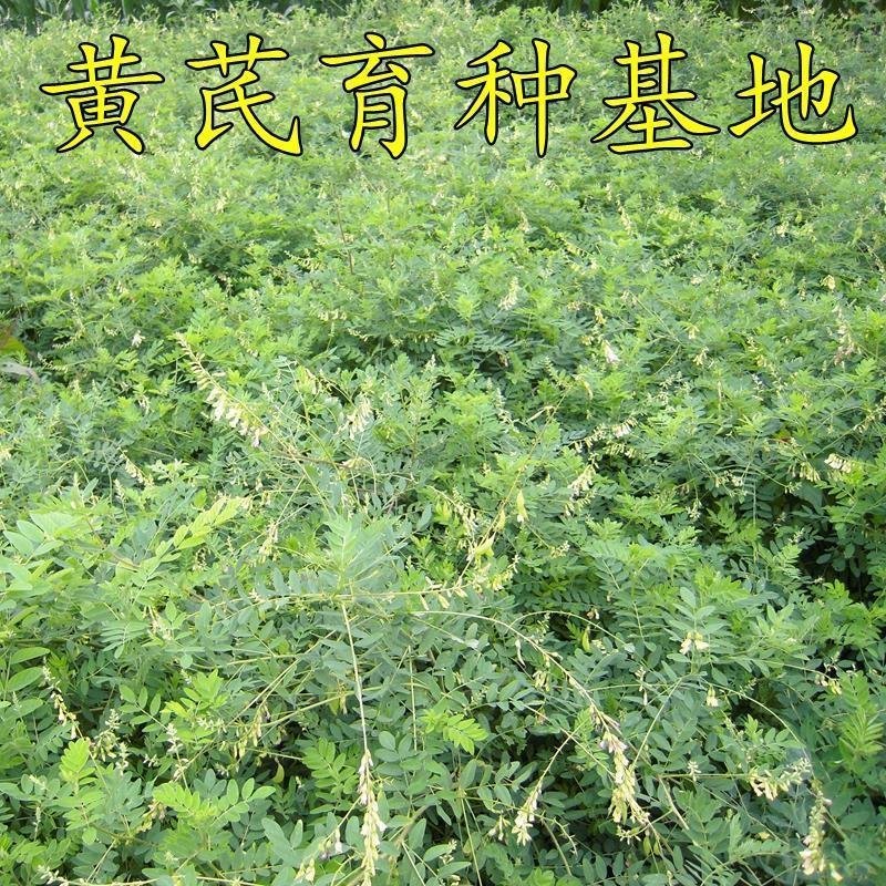黄芪苗，黄芪子，纯低杆，质量保证