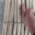 黄芪苗，黄芪子，纯低杆，质量保证