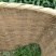 今年新茶