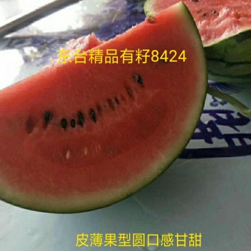 江苏东台原产地西瓜8424皮薄汁多近期大量上市