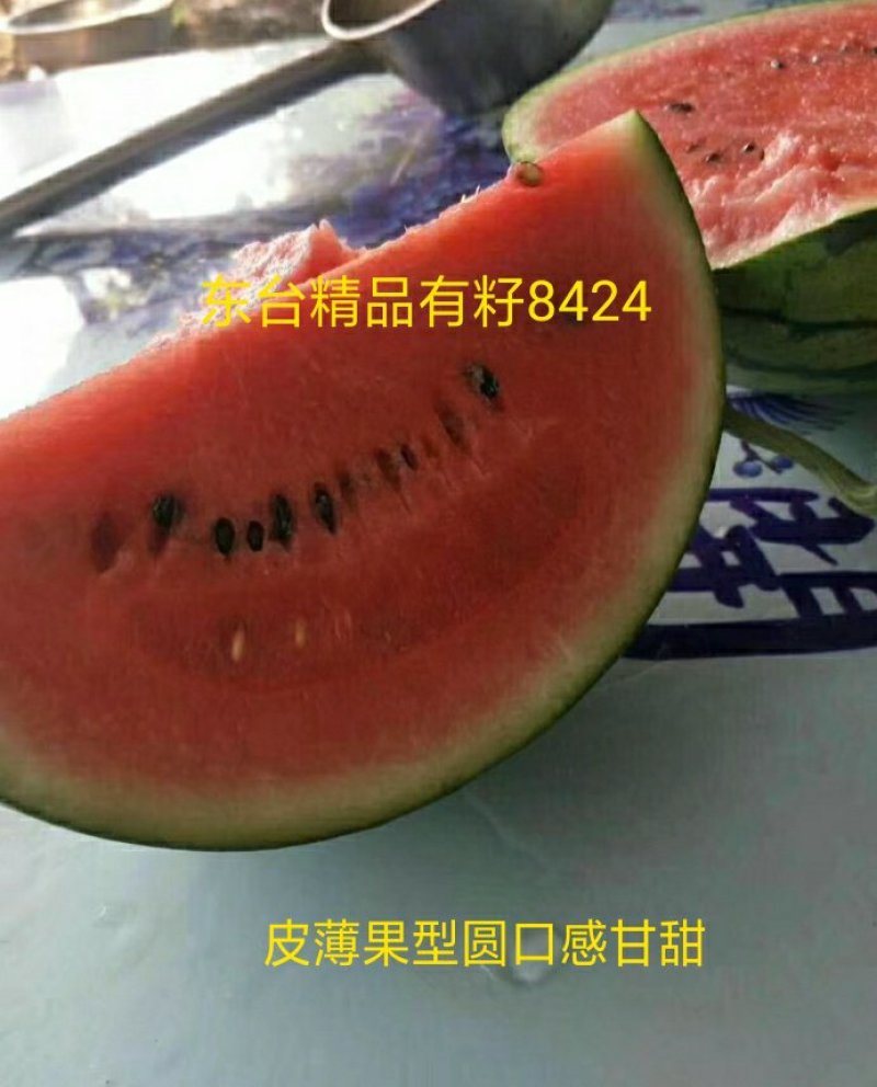 江苏东台原产地西瓜8424皮薄汁多近期大量上市