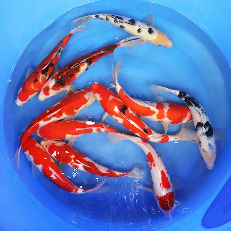 锦鲤鱼苗优质鱼苗优良品种全国发货