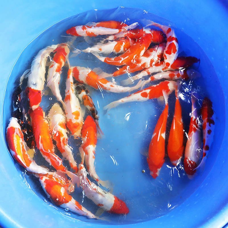 锦鲤鱼苗优质鱼苗优良品种全国发货