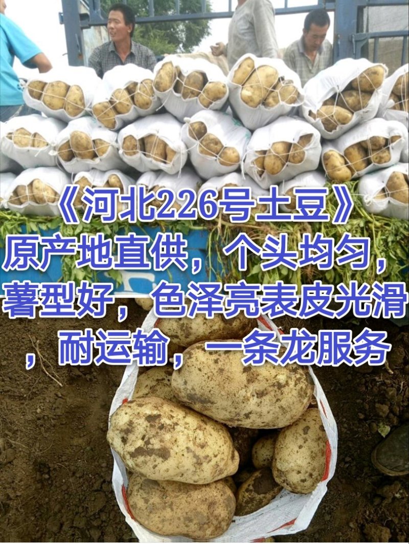 【精选】226土豆，ev，v7货源充足品质保证一条龙服务