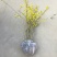 连翘树苗庭院观赏庭院种植花苗四季绿化苗黄老虎花苗