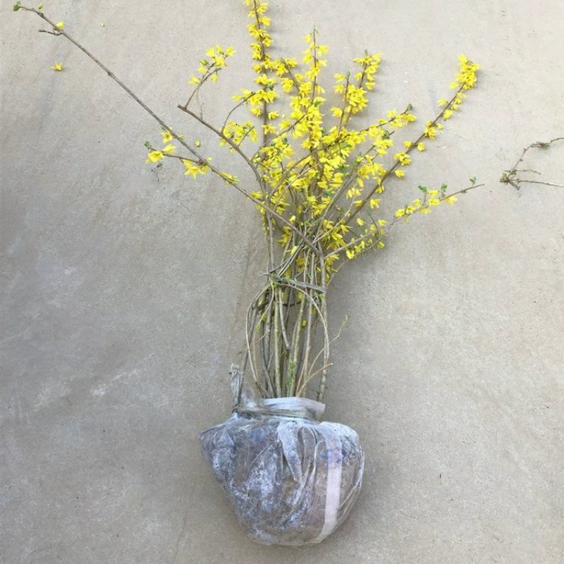 连翘树苗庭院观赏庭院种植花苗四季绿化苗黄老虎花苗