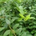 连翘树苗庭院观赏庭院种植花苗四季绿化苗黄老虎花苗