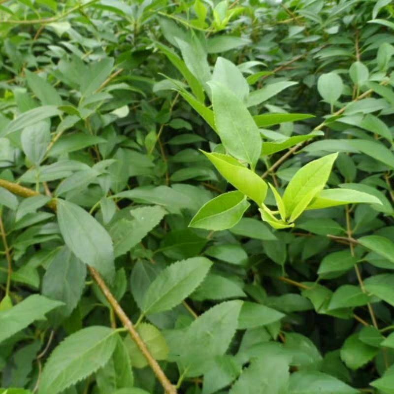 连翘树苗庭院观赏庭院种植花苗四季绿化苗黄老虎花苗