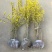连翘树苗庭院观赏庭院种植花苗四季绿化苗黄老虎花苗