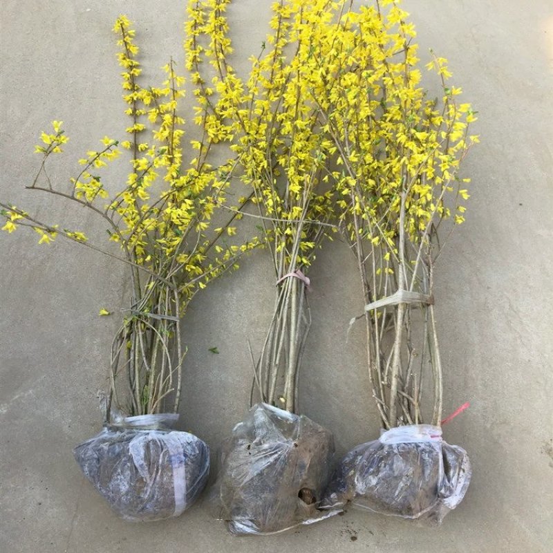 连翘树苗庭院观赏庭院种植花苗四季绿化苗黄老虎花苗