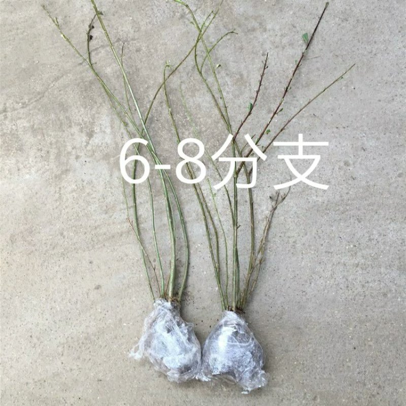 连翘树苗庭院观赏庭院种植花苗四季绿化苗黄老虎花苗