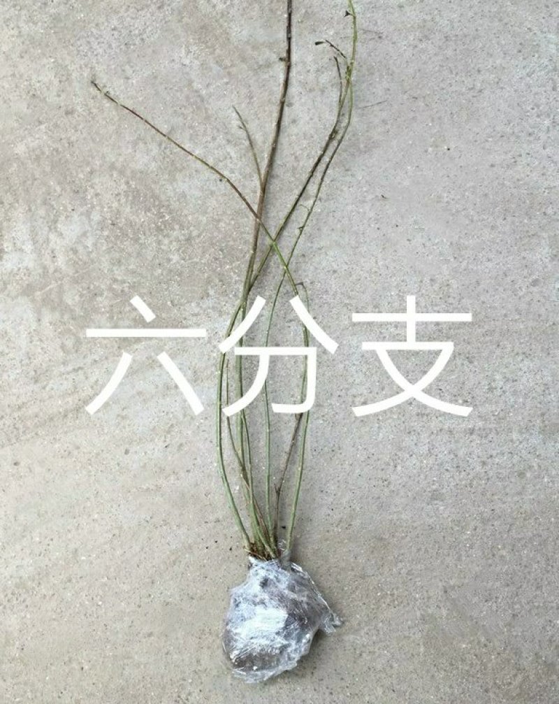 连翘树苗庭院观赏庭院种植花苗四季绿化苗黄老虎花苗