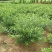 连翘树苗庭院观赏庭院种植花苗四季绿化苗黄老虎花苗