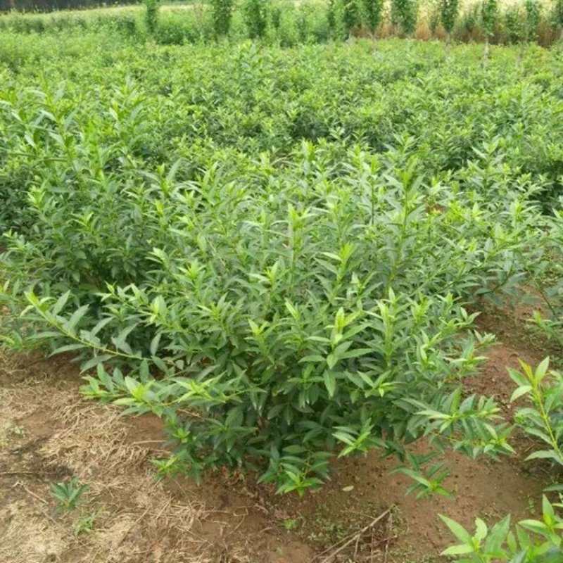 连翘树苗庭院观赏庭院种植花苗四季绿化苗黄老虎花苗