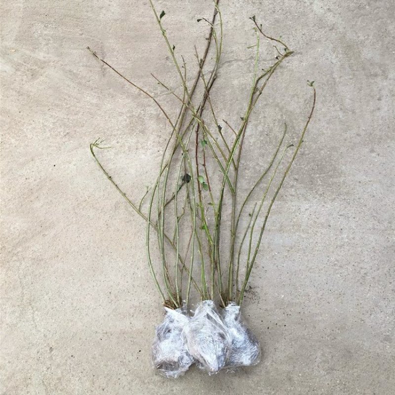 连翘树苗庭院观赏庭院种植花苗四季绿化苗黄老虎花苗