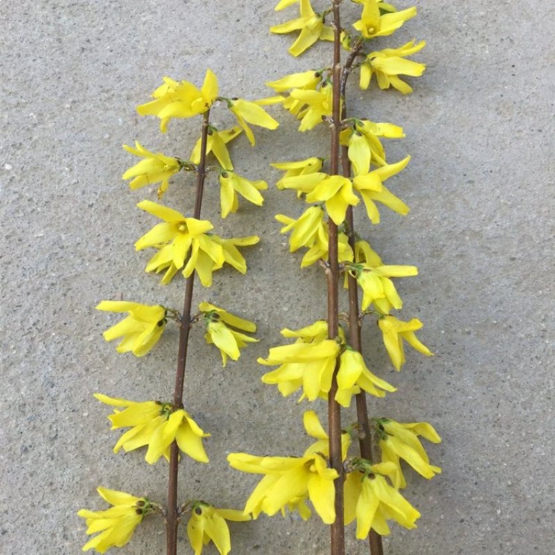 连翘树苗庭院观赏庭院种植花苗四季绿化苗黄老虎花苗