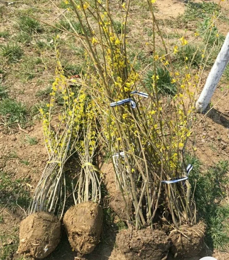 连翘树苗庭院观赏庭院种植花苗四季绿化苗黄老虎花苗