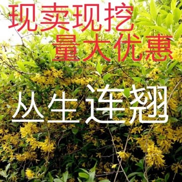 连翘树苗庭院观赏庭院种植花苗四季绿化苗黄老虎花苗
