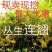 连翘树苗庭院观赏庭院种植花苗四季绿化苗黄老虎花苗