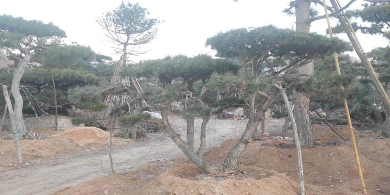 造型松