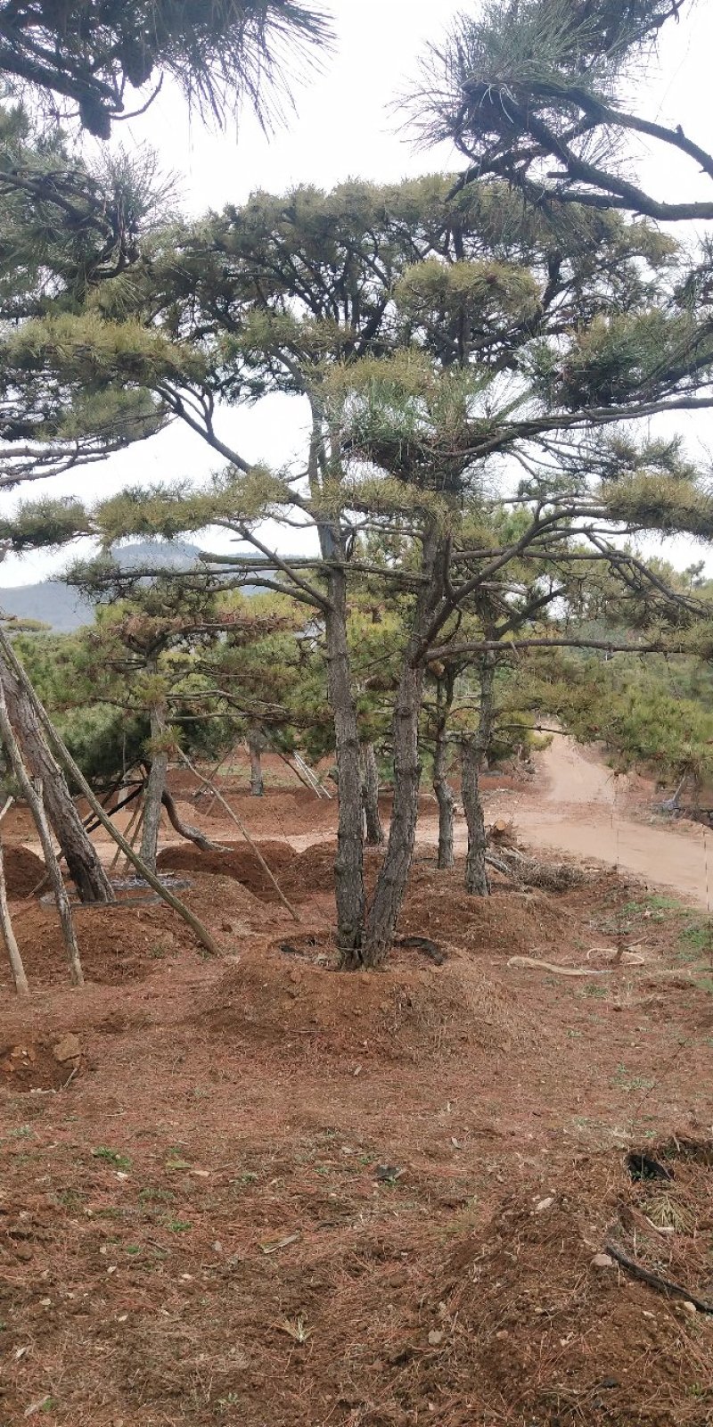 造型松