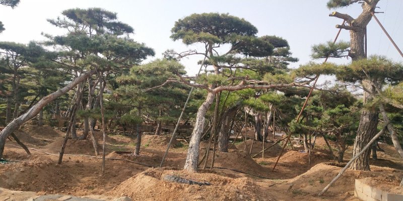 造型松