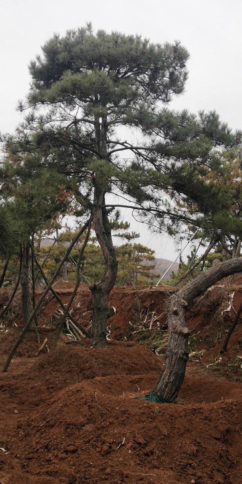 造型松