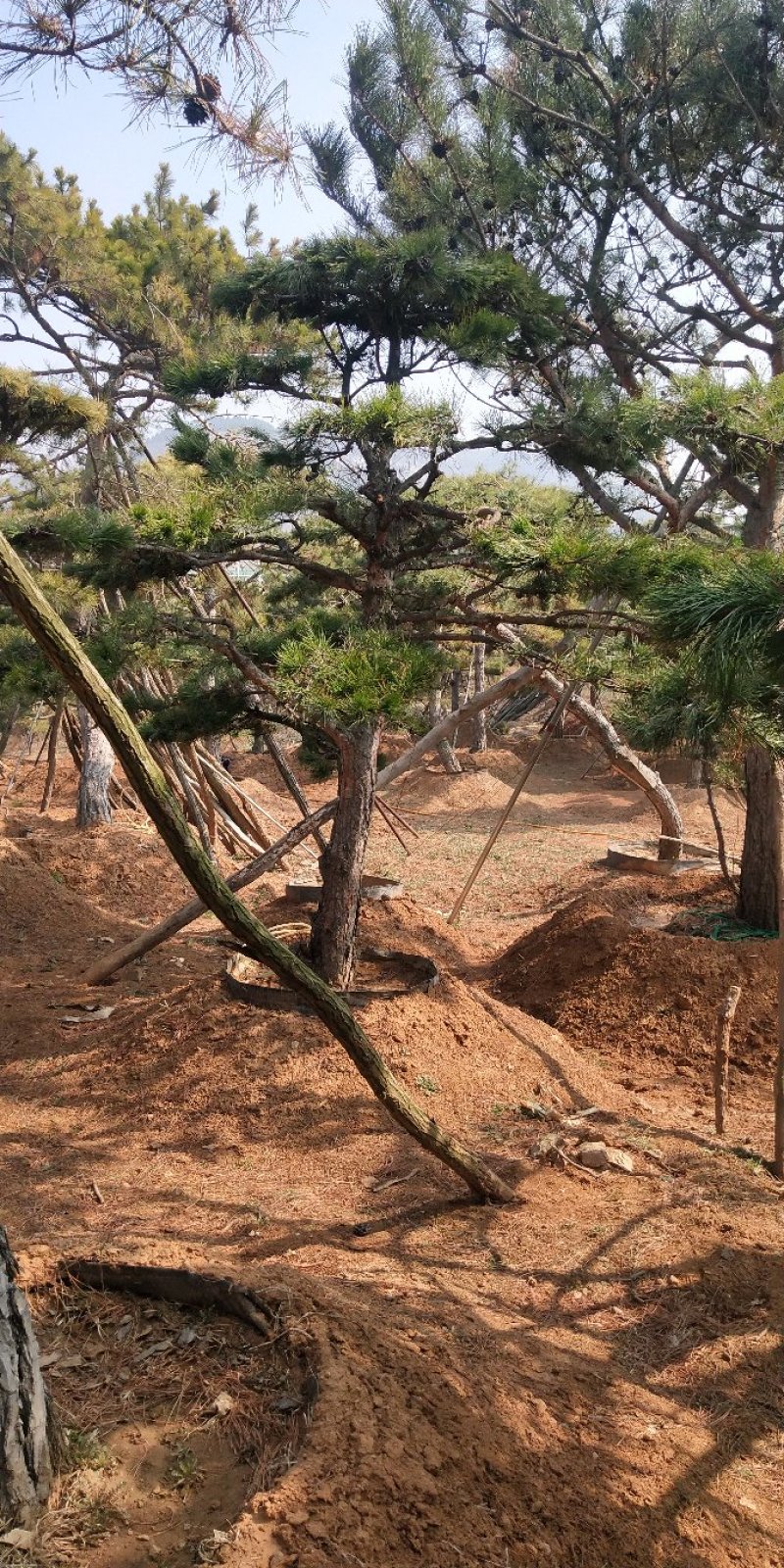 造型松