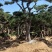 造型松