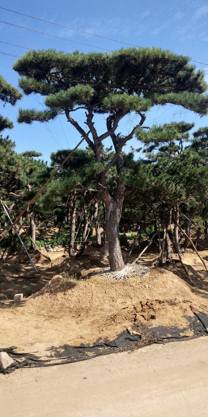 造型松