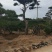 造型松
